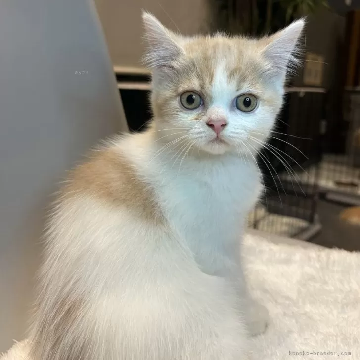 ID：2410-00606の子猫