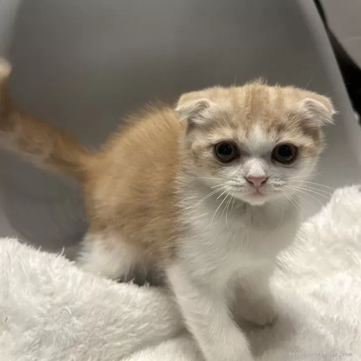 ID：2410-00305の子猫