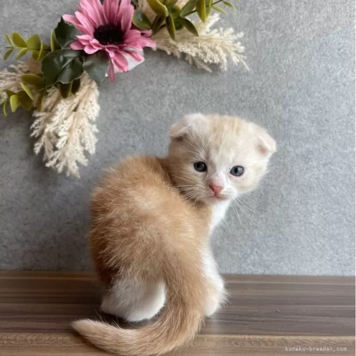 ID：2403-01648の子猫