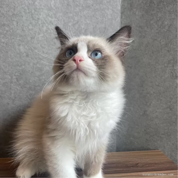 ID：2406-01391の子猫