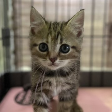 アメリカンショートヘア【静岡県・女の子・2023年12月15日・ブラウンタビー】の写真「ぱっちりお目目の美猫さん♪」