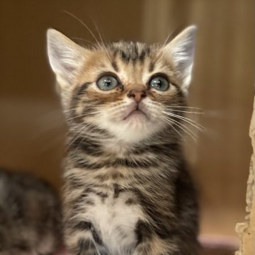 アメリカンショートヘア【静岡県・男の子・2023年12月15日・ブラウンタビー】の写真「小柄なイケメン君♪」