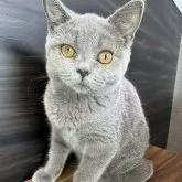 ブリティッシュショートヘア【静岡県・女の子・2024年5月9日・ブルー】の写真1「大人しくて甘えん坊です⭐︎」