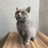 ブリティッシュショートヘア【静岡県・男の子・2024年5月9日・ブルー】の写真2