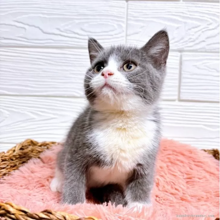 ID：2506-03090の子猫