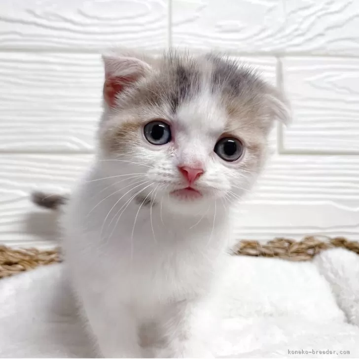 ID:2505-03795の子猫