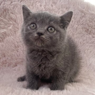 スコティッシュフォールド(立ち耳)【静岡県・女の子・2025年10月14日・ブルー】の写真「お顔の整った可愛い子です✨」