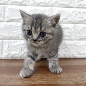 スコティッシュフォールド(立ち耳)【静岡県・男の子・2025年9月30日・ブルータビー】の写真「好奇心旺盛✨」