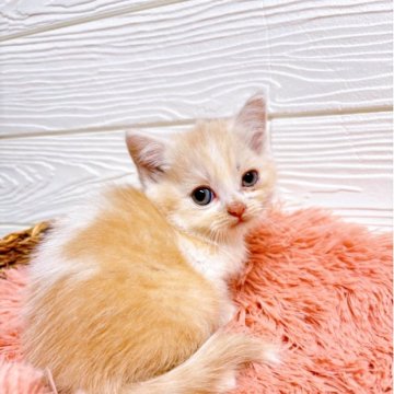 ラグドール×スコティッシュ【静岡県・男の子・2025年5月8日・レッドタビーホワイト】の写真「まん丸お顔が可愛い男の子です！」