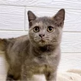 ラグドール×スコティッシュ