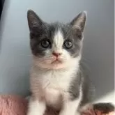 ブリティッシュショートヘア