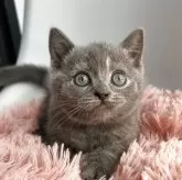 ブリティッシュショートヘア