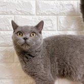 ブリティッシュショートヘア