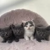 スコティッシュフォールド(立ち耳)【静岡県・女の子・2025年10月14日・ブルー】の写真2「4姉妹です✨」