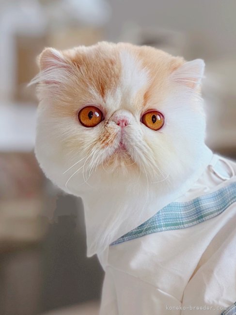 エキゾチックショートヘア【・女の子・2024年1月17日・レッド&amp;ホワイト】