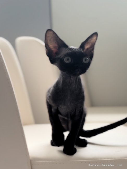 デボンレックス【・女の子・2024年3月25日・ブラック】
