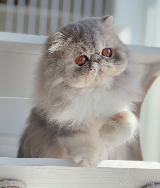 エキゾチックショートヘア【・女の子・2023年10月20日・ブルー&ホワイト】