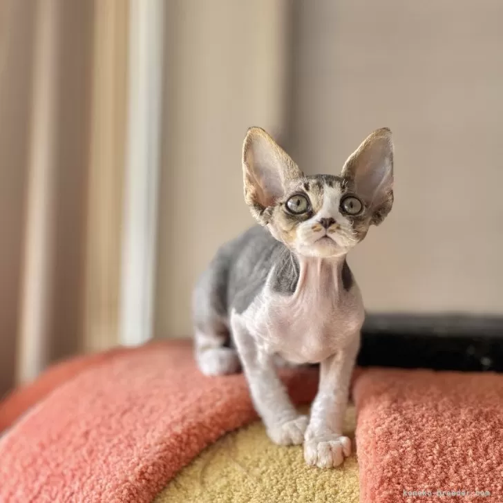 ID：2402-02343の子猫