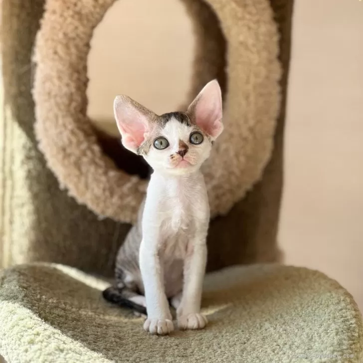 ID：2401-00824の子猫