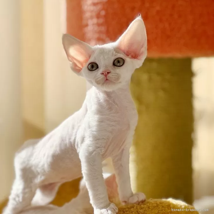 ID：2401-00578の子猫