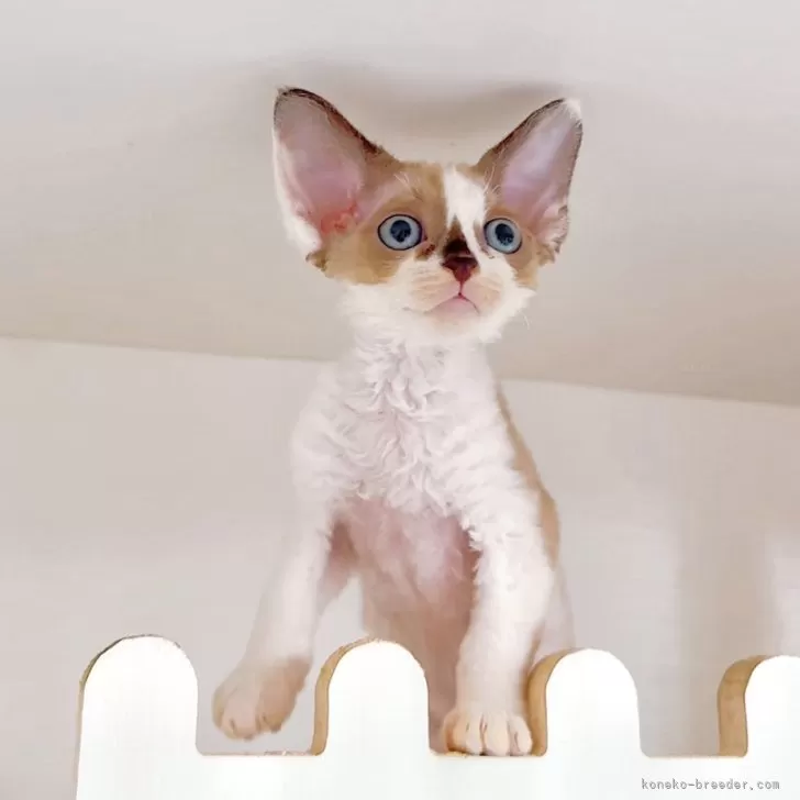 mek 様のお迎えした子猫
