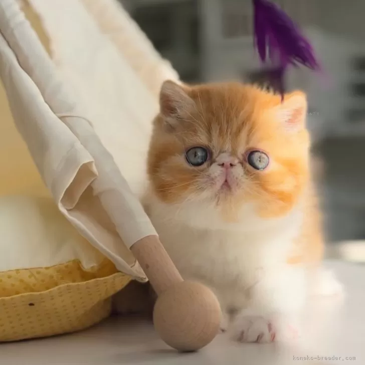 みーちゃん 様のお迎えした子猫