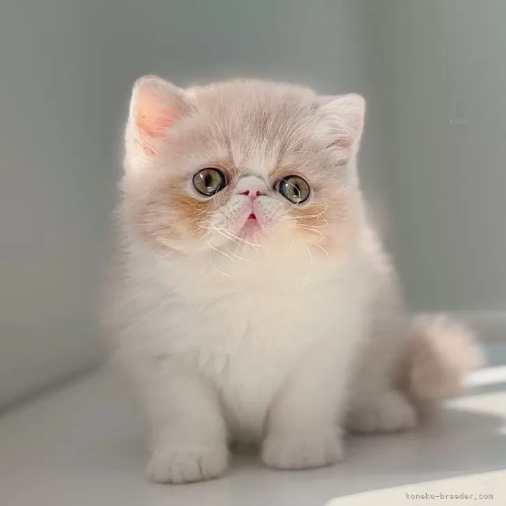 ID：2508-00472の子猫