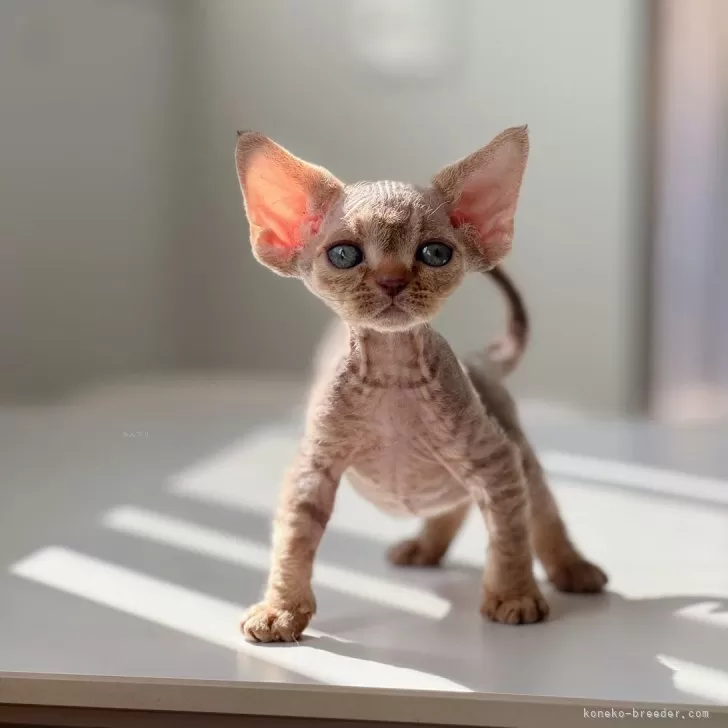 デボンレックス【神奈川県・女の子・2025年9月29日・シナモンマッカレルタビー】の写真1