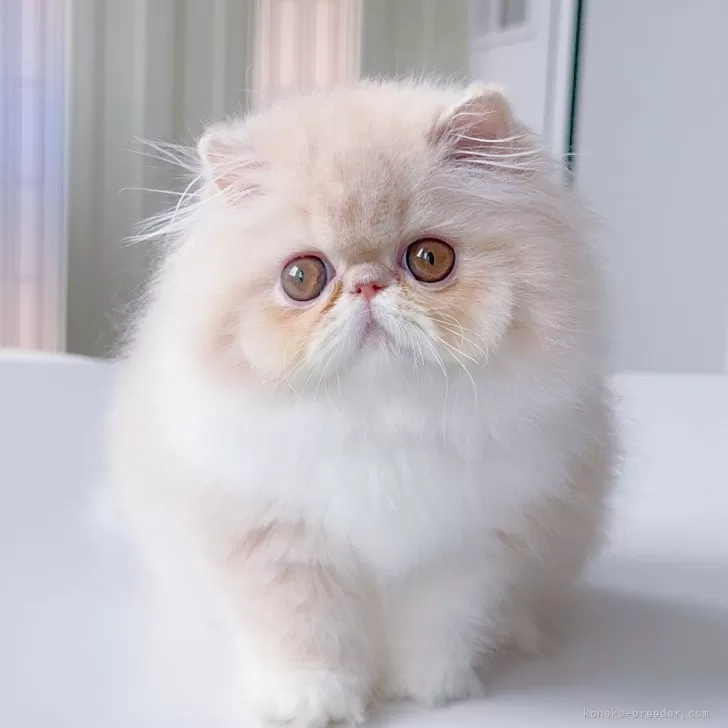 ID：2504-03395の子猫