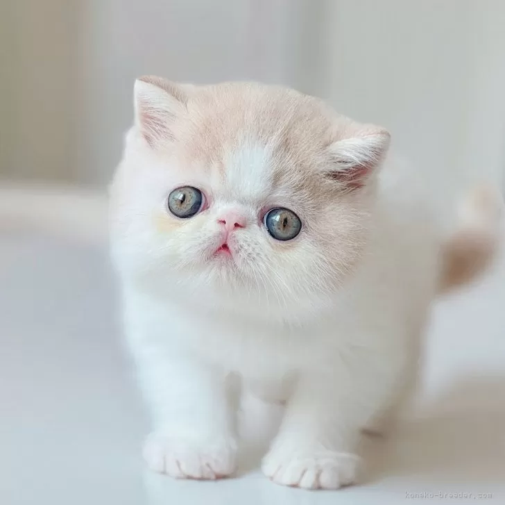 モモ 様のお迎えした子猫