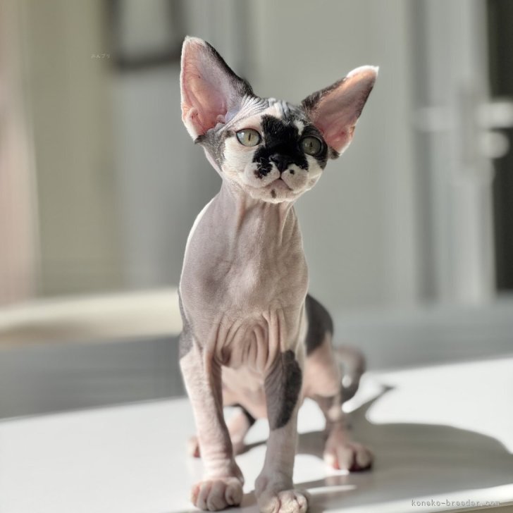 ブリーダー画像