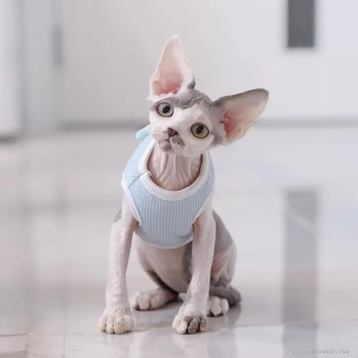 デボンレックス【神奈川県・男の子・2025年7月11日・ブルーアンドホワイト】の写真1