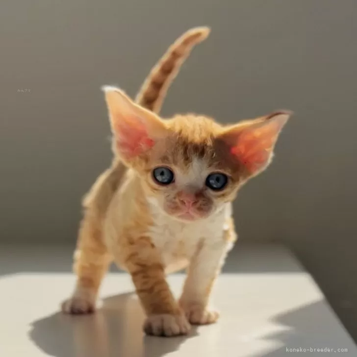 ID：2502-01866の子猫