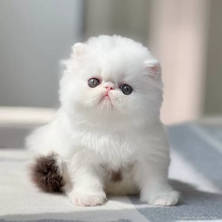 まりも 様のお迎えした子猫