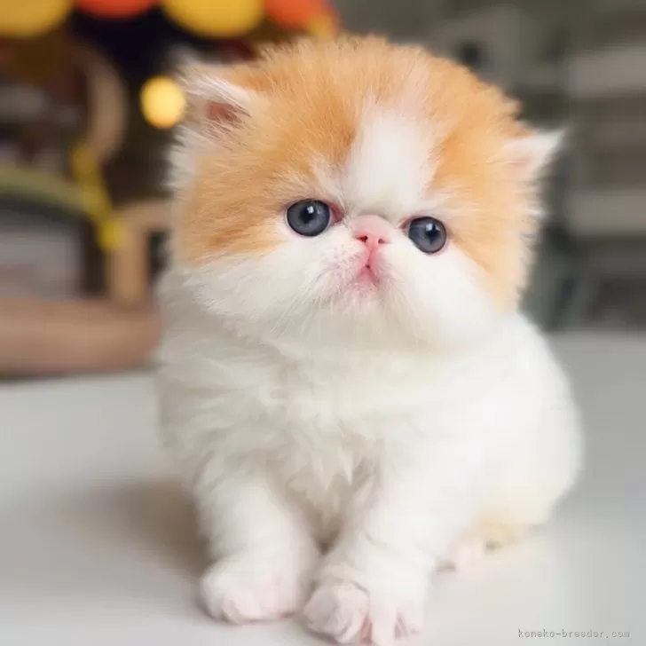 ID:2505-01957の子猫