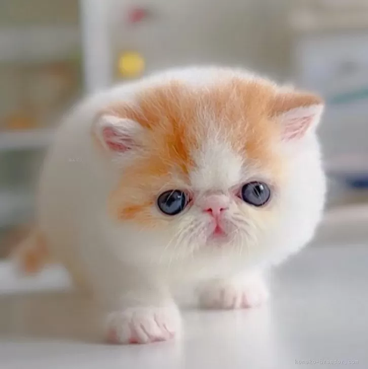 ID：2505-01960の子猫