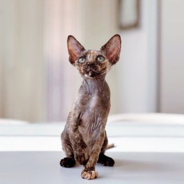 デボンレックス【神奈川県・女の子・2025年8月11日・トーティシェル（巻毛）】の写真「光の下で映える トーティシェルカラーのコントラスト」