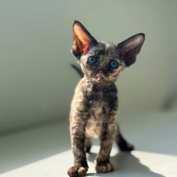 デボンレックス【神奈川県・女の子・2025年8月11日・トーティシェル（巻毛）】の写真「光の下で映える トーティシェルカラーのコントラスト」