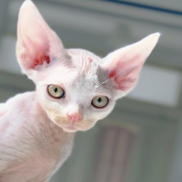 デボンレックス【神奈川県・男の子・2025年1月10日・ホワイト（巻き毛）】の写真「まるで小さなエルフ☆彡」