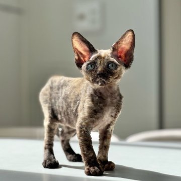 デボンレックス【神奈川県・女の子・2025年8月11日・トーティシェル（巻毛）】の写真「光の下で映える トーティシェルカラーのコントラスト」