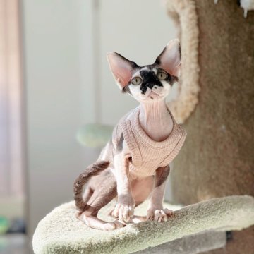 デボンレックス【神奈川県・男の子・2025年7月11日・ブラック&ホワイト（巻毛）】の写真「ショータイプの素質を秘めた個性派ハンサムくん♡」