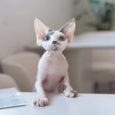 デボンレックス