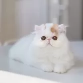 エキゾチックショートヘア