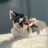 デボンレックス
