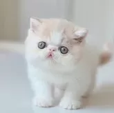 エキゾチックショートヘア