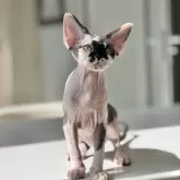 デボンレックス