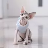 デボンレックス