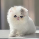 エキゾチックショートヘア