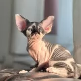 デボンレックス
