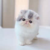 エキゾチックショートヘア